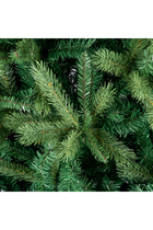 Colorado Spruce Tree
